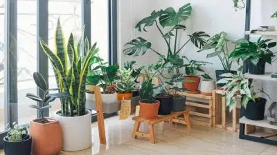 Voici les 5 plantes que vous devriez avoir chez vous pour purifier l’air
