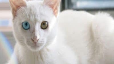 Voici tout ce que vous devez savoir sur les chats albinos