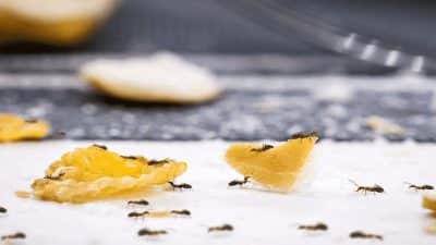 8 astuces infaillibles pour en finir avec les cafards et les fourmis dans votre cuisine
