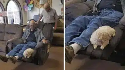 Ce grand-père emmène son chien faire les magasins pour choisir leur nouveau fauteuil
