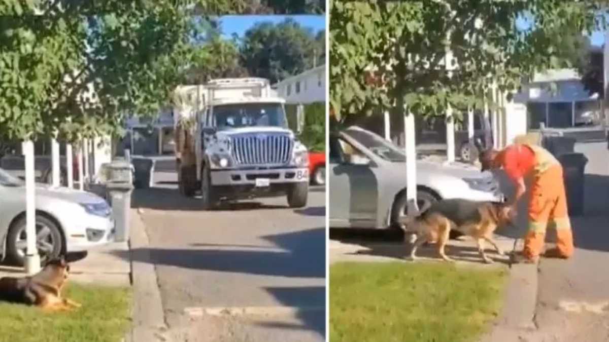 Histoire touchante : ce chien attend le chauffeur du camion à ordures chaque jour