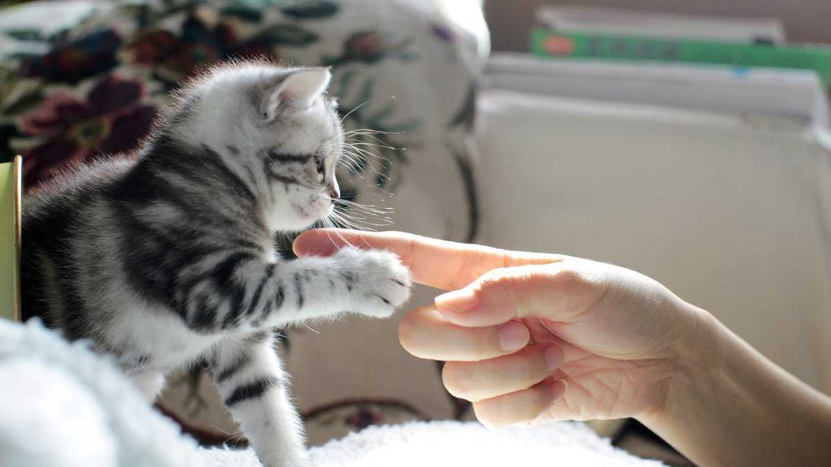 Les chats s'attachent à leur maître comme les bébés envers leur mère, selon des chercheurs