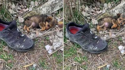 Un chiot abandonné et errant utilisait une chaussure comme abri, un homme le sauve