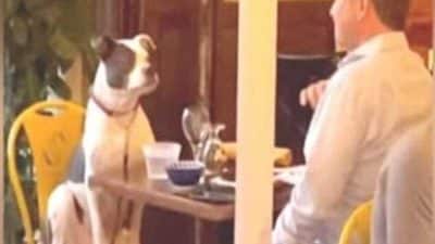 Un chien aperçu en train de passer une soirée chic avec son maître dans un restaurant