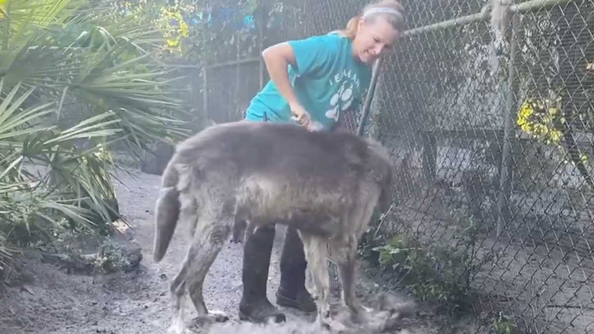 Un énorme chien-loup devait être euthanasié, ce refuge l'a sauvé