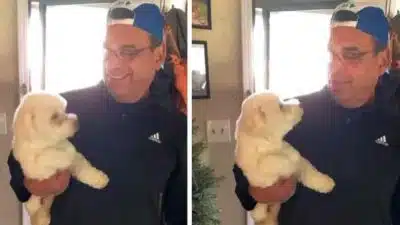 Un homme récupére son chien dans un salon de toilettage, mais rentre chez lui avec un autre
