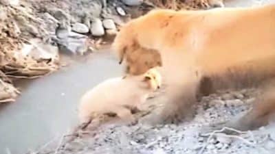 Une chienne se bat sans relâche pour sauver son chiot au fond d'un fossé