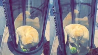 Une famille installe un ascenseur pour leur chien handicapé