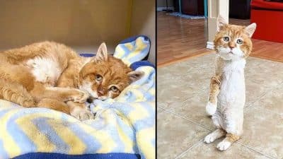 Vidéo : ce chat à 3 pattes revient dans la maison qu’il a dû abandonner après le décès de son maître