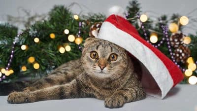 Voici pourquoi les chats attaquent le sapin de Noël et comment les en empêcher