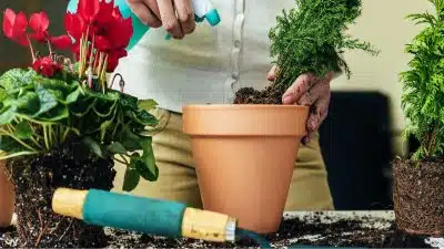 Quel est le moment approprié pour fertiliser les plantes, selon les experts